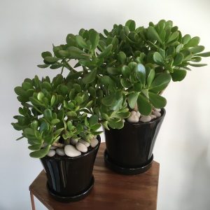 Money plant