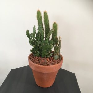 Mixed Cactus plant