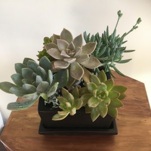 Succulent garden