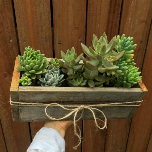 Succulents in a wooden planter