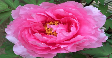 pink peony in the garden